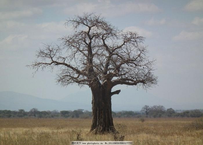 一棵参天大树唯美图片