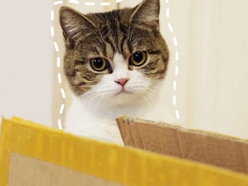 李喜猫的直播:吸猫啦,12只猫在线求撸!/聊聊天交个朋友吧