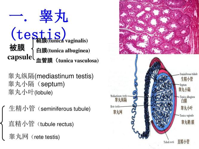testis) 睾丸小隔(septum) 鞘膜(tunica vaginalis)白膜(tunica
