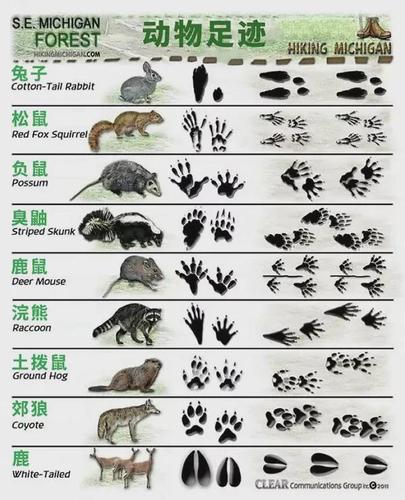 动物足迹(以美国密歇根州森林为例).webp