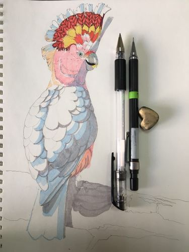 米切尔少校凤头鹦鹉插画