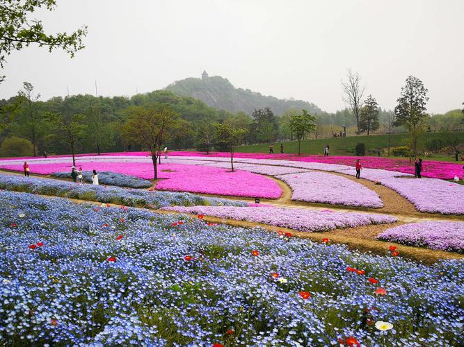 而与喜林草交错种植的,4000平米的彩色丛生福禄考花海,也已盛花并进入