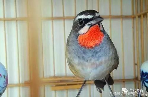 如何挑选靛颏从8个方面细选靛颏鸟