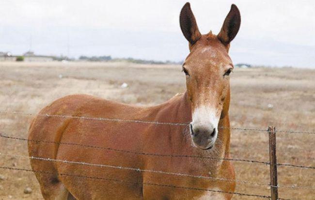 骡子是农民的好帮手为啥没能繁衍后代还被认为怀孕就是不祥