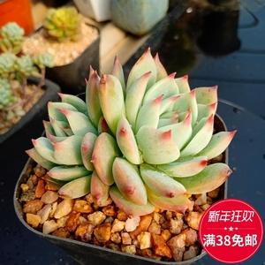 吉娃娃老桩多头群生容易养吸甲醛防辐阳台秋超值人气仙林多肉植物