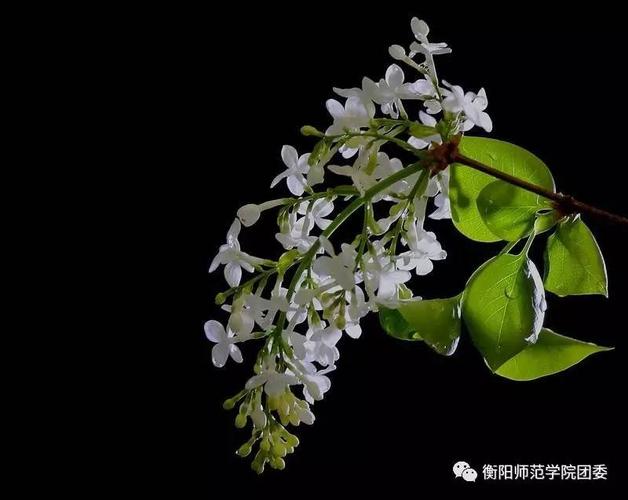 fm1894916||丁香花,你在天堂能听到吗?