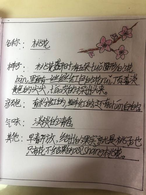 小贝壳植物记录卡