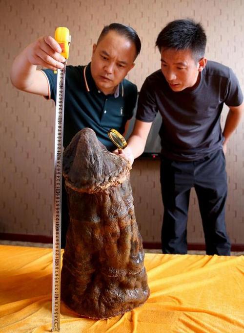 医巫闾山某村一村民无意中获得形状酷似化石般模样灵芝,村民传为太岁