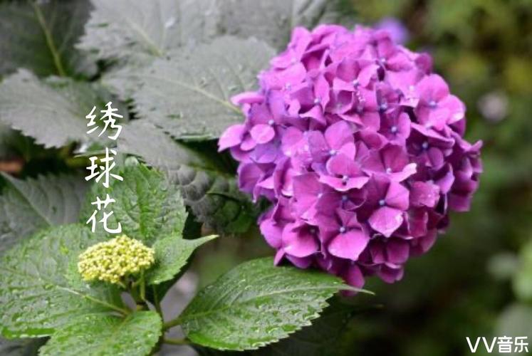 花团锦簇绣球花