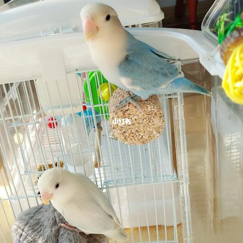 牡丹鹦鹉宝宝之配对烦恼_牡丹_牡丹鹦鹉_宠物_宠物其他