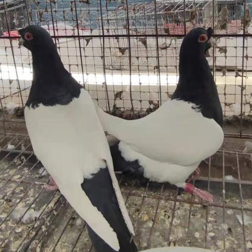 两头乌鸽子一对多少钱 四块玉鸽 玉栏杆鸽 墨环鸽 魔术鸽子