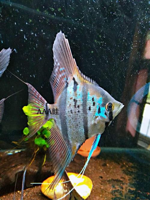 【鱼类】魔门斯卡神仙鱼