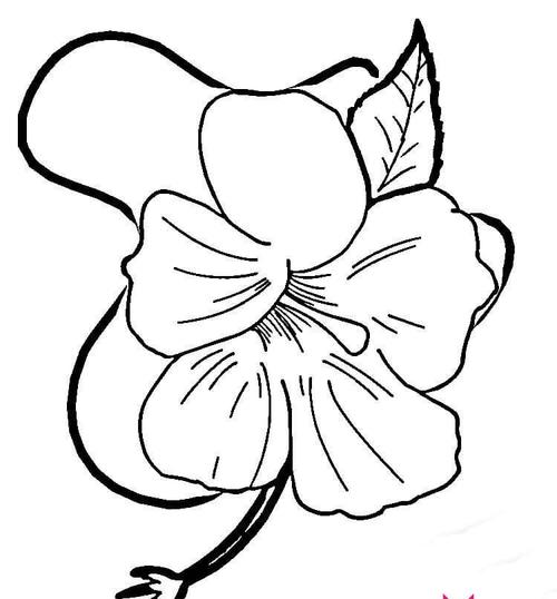 好看的芙蓉花简笔画图片