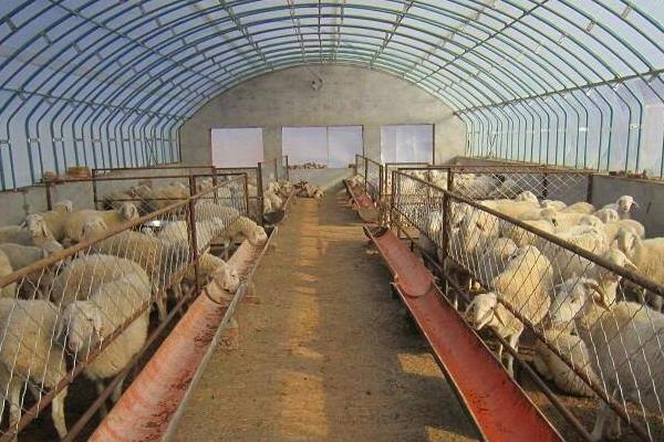 养羊大棚如何建设东西朝向好还是南北朝向好