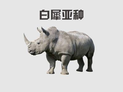 十万个生物小百科犀牛