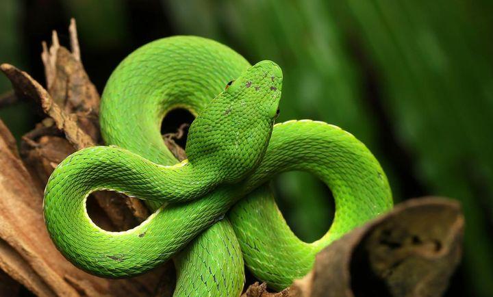 第二张图是危险的竹叶青,它有着毒蛇常见的三角形头部.