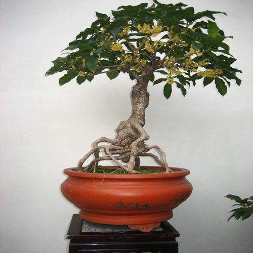 精品提根桂花小老桩实物流苏嫁接桂花盆栽树苗树桩微型盆景包邮