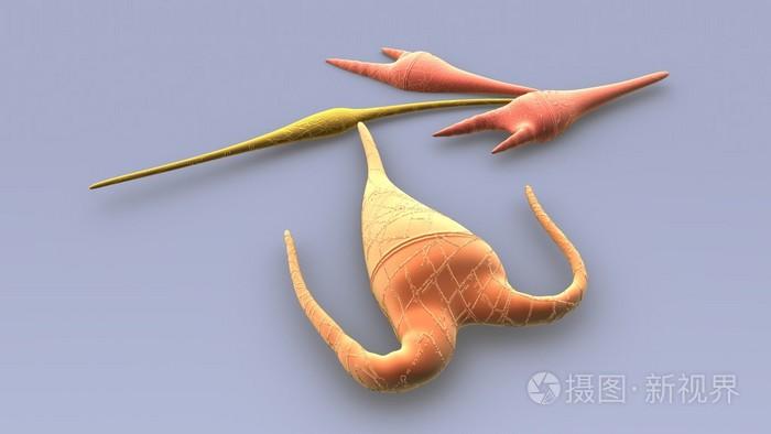 腰鞭毛虫浮游生物鞭毛虫