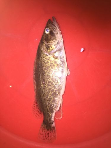 这是什么鱼淡水鱼,无鳞有牙齿. 这是什么鱼淡水鱼,无鳞有牙齿