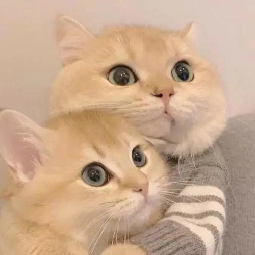 微信头像|超可爱的猫咪头像图片