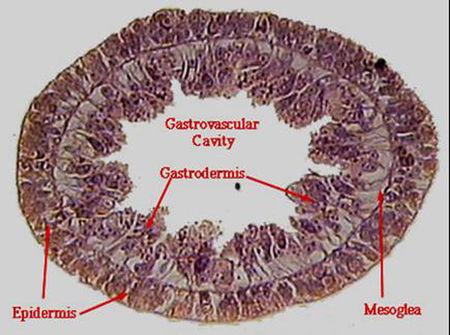 绘制水螅横切片并标注 大学动物学题,求助