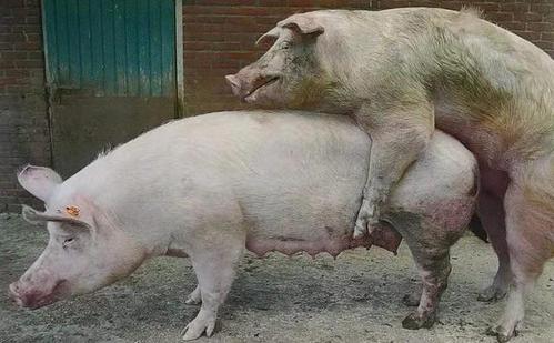 猪场怎么调教公猪完成第一次?|母猪|养猪|饲料_网易