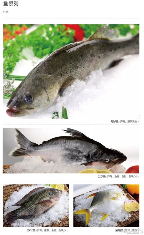 国联龙霸巴沙鱼,海鲈鱼全国招商震撼来袭