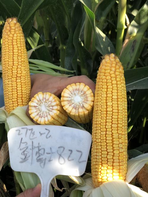 2019年金博士种业新疆事业部核心玉米品种观摩纪实