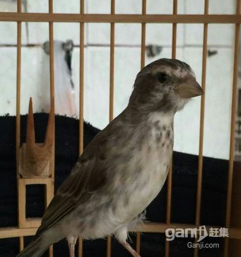 白燕鸟和灰燕鸟那只好