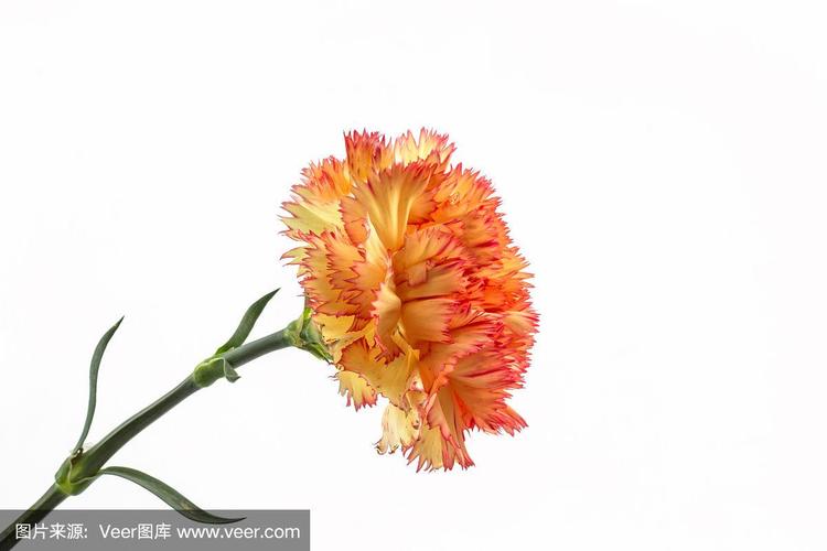 橙色,康乃馨,圆形,水平画幅,无人