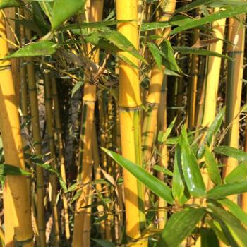 竹子苗庭院耐寒北方种植四季常青绿化青竹紫竹金镶玉竹黄金竹盆栽