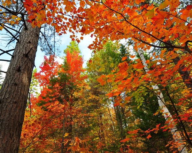 森林,树木,树干,红叶,枫树,秋天