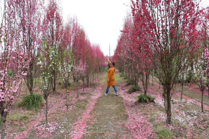 唐昌花田人家赏桃花