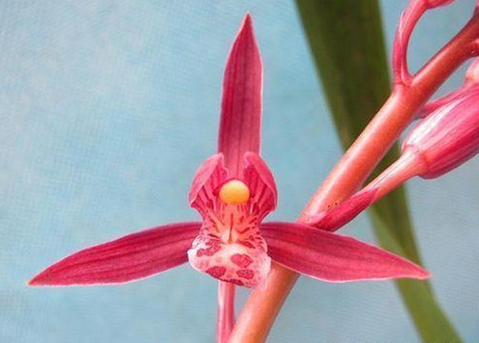 江浙兰花墨兰南国胭脂好根品质保证一赔花卉