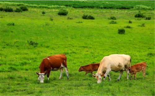 人类为什么一般只吃食草动物的肉,不吃食肉动物的肉?