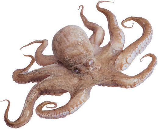  p>八爪鱼又名 a target="_blank" href="/item/章鱼/77798" data