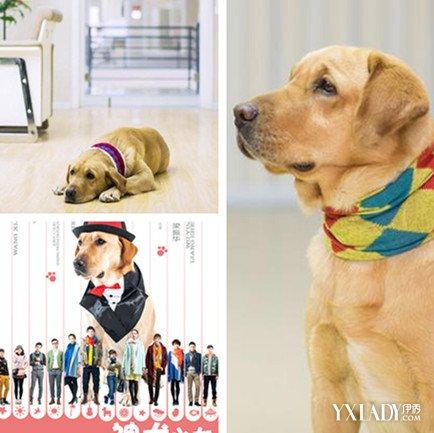 神犬小七第二季主题曲曝光洋七甜虐感人