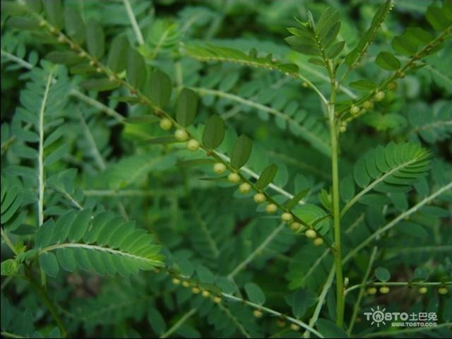 珍珠草的功效与作用详解用前必看