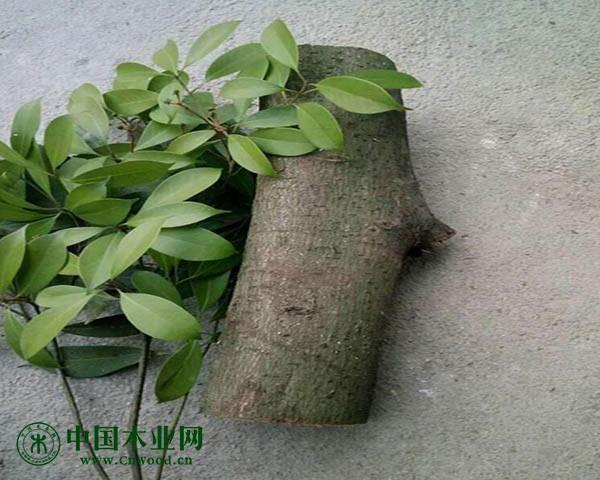 大量收购润楠,也叫毛楠,猪屎楠,大叶楠,水楠,每个地方名字不一样,有