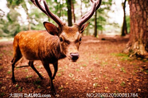 树林中的小驯鹿摄影图片_大图网图片素材