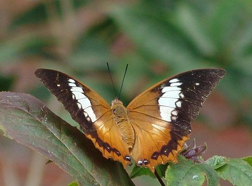 白带螯蛱蝶 - 张红飞的博客 - 张红飞的博客 - 精英
