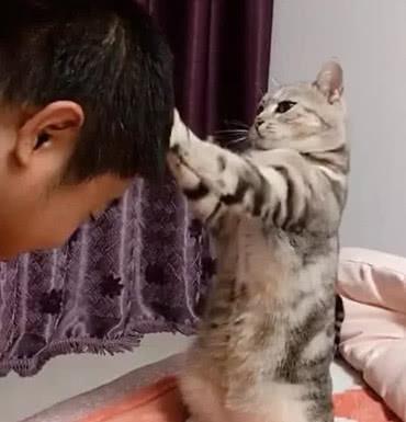 猫咪独创按摩技巧,直立身子就开始挥动爪,主人:太舒服