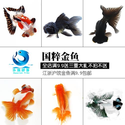 观赏鱼冷水鱼国粹金鱼活体锦鲤纯种鹤顶虎头红兰寿鎏金蝶尾红狮