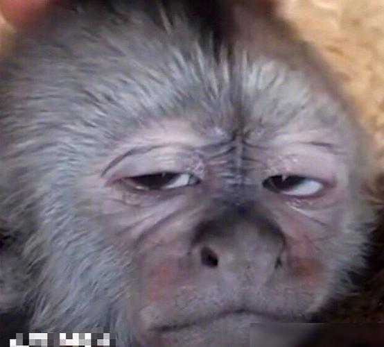 张一山晒猴子仿妆,满屏评论亮了,这样的明星不多见