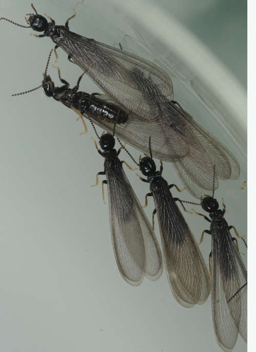 白蚁小科普 这2类房屋建筑"杀手"最可怕