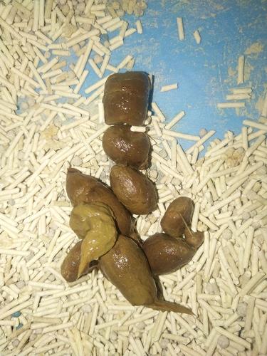 长期便血,直肠溃疡快疯了!(有粑粑图)