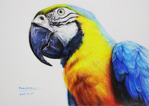 手绘彩铅金刚鹦鹉