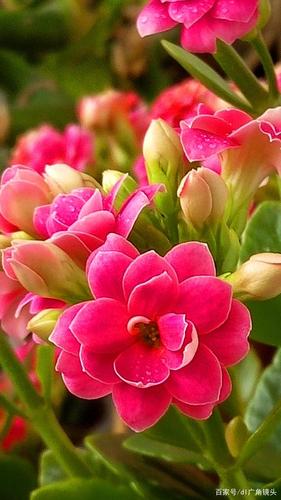 美得让人心醉的长寿花