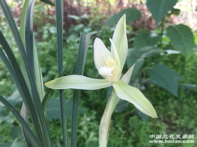 春兰素心【阿里山素3个苗带1现花 - 中国兰花交易网