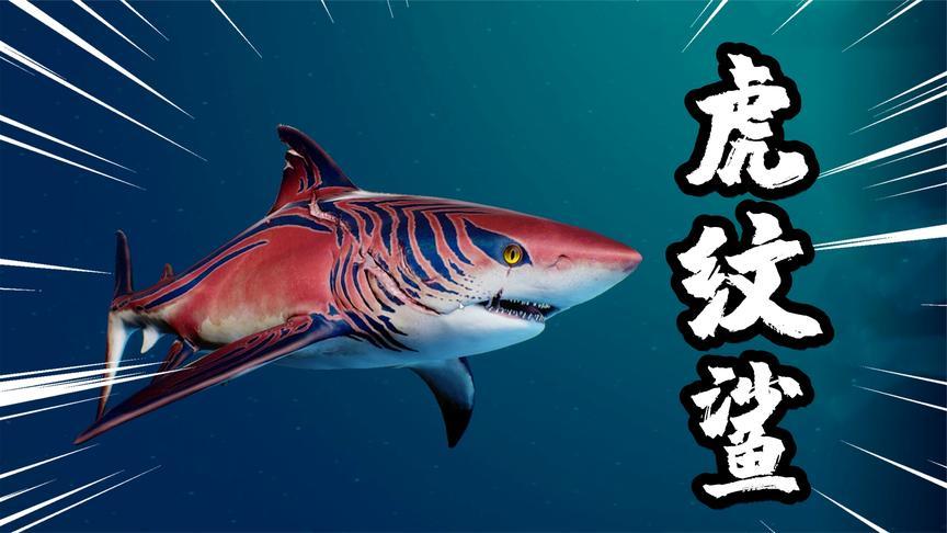 食人鲨虎纹鲨鱼来了我要让它去挑战钝吻鳄展开鲨鳄大战